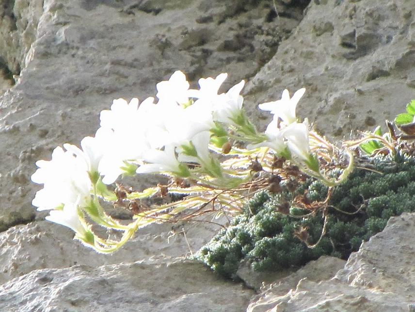 Saxifraga tombeanensis / Sassifraga del Monte Tombea